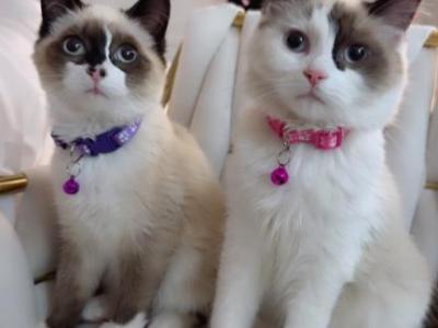 Ragdoll Kittens - Ragdoll - Gallery Photo #1