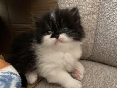 Duchess - Persian - Gallery Photo #1