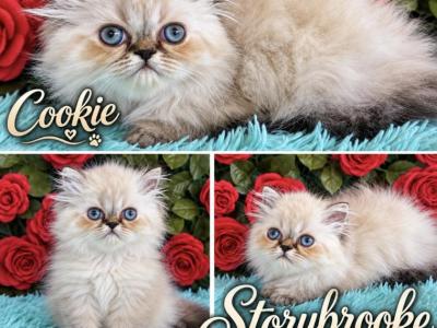 Cookie - Himalayan - Gallery Photo #1