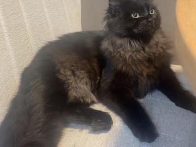 Juniper - Siberian - Gallery Photo #1