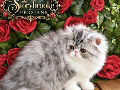 Bullet - Persian - Gallery Photo #1