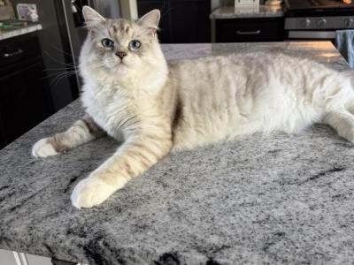 Ragdoll Male - Ragdoll - Gallery Photo #1