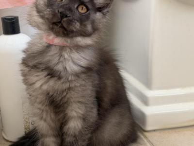 Jane - Maine Coon - Gallery Photo #1