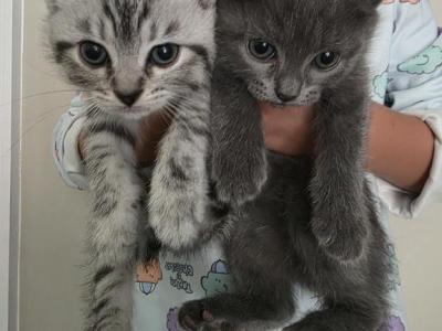 Beautiful Silver Tabby Scottish Straight Kittens - Scottish Straight - Gallery Photo #1