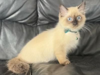 Seal Ragdoll - Ragdoll - Gallery Photo #1