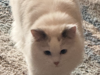 Rocky - Ragdoll - Gallery Photo #1