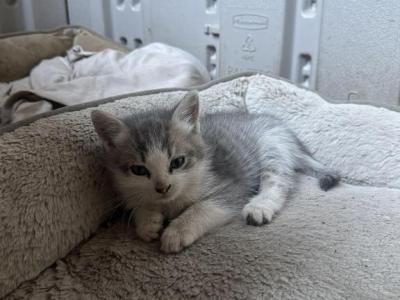 No Name - Siberian - Gallery Photo #1