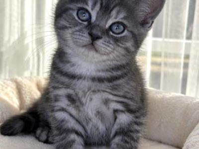 Simba - Scottish Straight - Gallery Photo #1