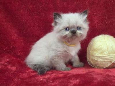 Yellow - Himalayan - Gallery Photo #1