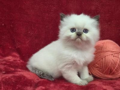 Rose - Himalayan - Gallery Photo #1
