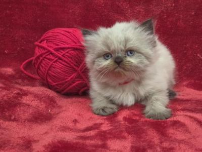Red - Himalayan - Gallery Photo #1