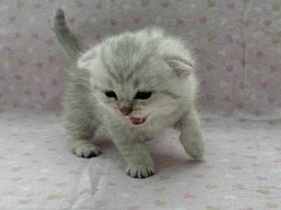 Toby - Scottish Fold - Gallery Photo #1