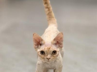 Mr Gold - Devon Rex - Gallery Photo #1