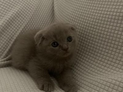 Scottish Fold - Scottish Fold - Gallery Photo #1