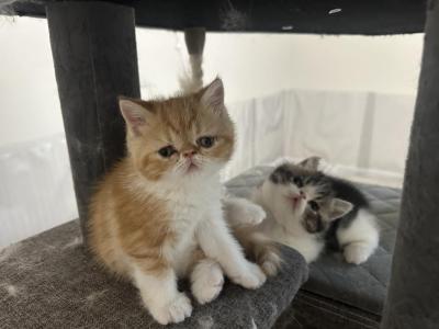 Exotic Short Hair Kittens - Exotic - Gallery Photo #1