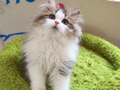Toffee - Minuet - Gallery Photo #1