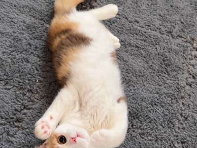Dolly - British Shorthair - Gallery Photo #1