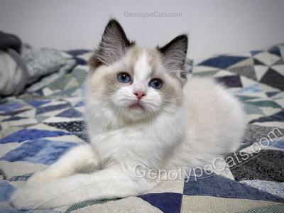 Molly - Ragdoll - Gallery Photo #1