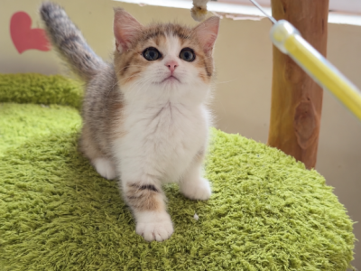 Mochi - Munchkin - Gallery Photo #1