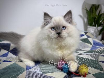 Norberta - Ragdoll - Gallery Photo #1