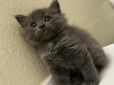 Tommie - Nebelung - Gallery Photo #1