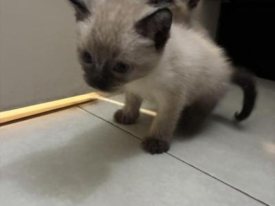 Boba And Mookie - Siamese - Gallery Photo #1