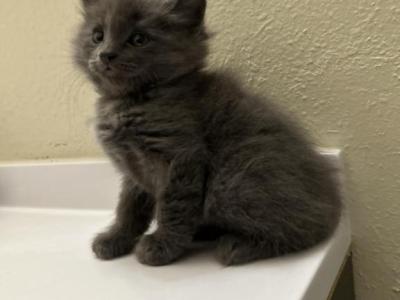 Tommie - Nebelung - Gallery Photo #1