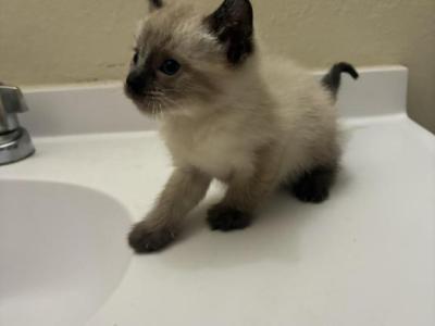 Boba And Mookie - Siamese - Gallery Photo #1