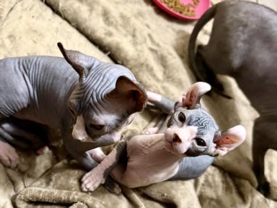 Penny Elf Bi Color Female - Sphynx - Gallery Photo #1
