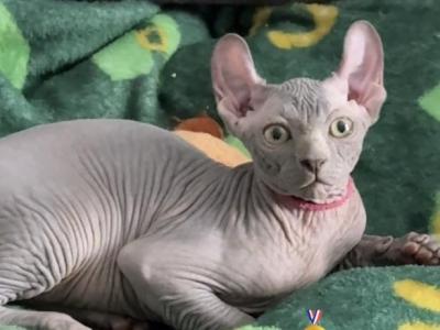 Elf Sphynx - Sphynx - Gallery Photo #1