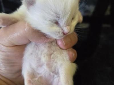 RESERVED Peralta - Ragdoll - Gallery Photo #1