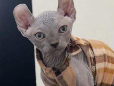 Elf Sph - Sphynx - Gallery Photo #1