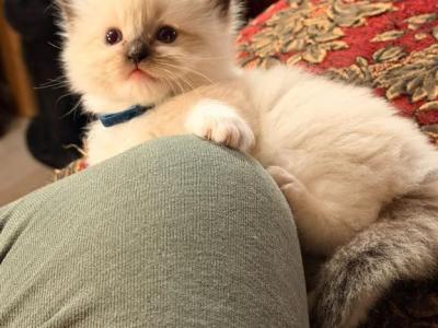 Dauphin Ragdolls Male Kitten - Ragdoll - Gallery Photo #1