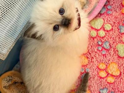 Dauphin Ragdolls' Female Kitten - Ragdoll - Gallery Photo #1