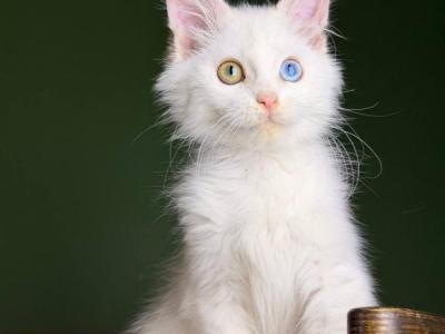 Cocos - Maine Coon - Gallery Photo #1