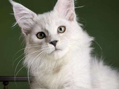 Richard - Maine Coon - Gallery Photo #1
