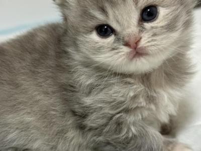 Pearl Fold Long Hair - Scottish Fold - Gallery Photo #1