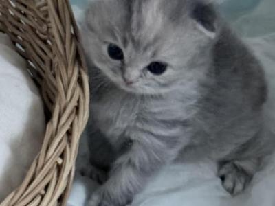 Pearl Scottish Fold Long Hair - Scottish Fold - Gallery Photo #1