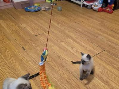 Athena - Siamese - Gallery Photo #1