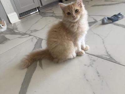 Red - Ragdoll - Gallery Photo #1