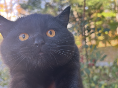 Pumpkin - British Shorthair - Gallery Photo #1