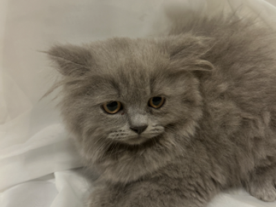 Teddy - British Shorthair - Gallery Photo #1