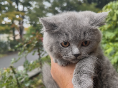 Simba - British Shorthair - Gallery Photo #1