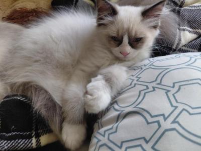 Purrito - Ragdoll - Gallery Photo #1