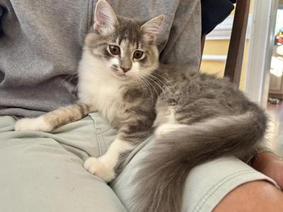 Bunny Boy - Maine Coon - Gallery Photo #1