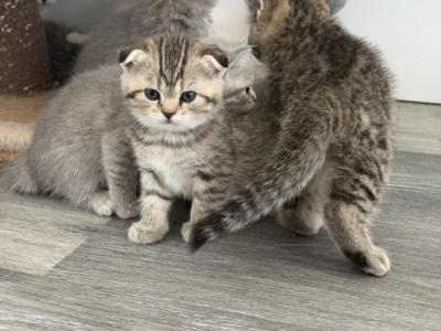 Litter B - Scottish Fold - Gallery Photo #1