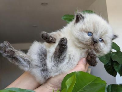 Pegasus - Persian - Gallery Photo #1