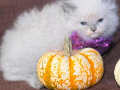 Ragdolls - Ragdoll - Gallery Photo #1