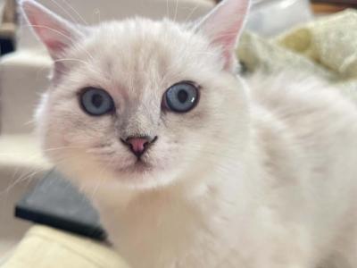 Igor - British Shorthair - Gallery Photo #1