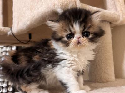 Calico Kitty - Persian - Gallery Photo #1